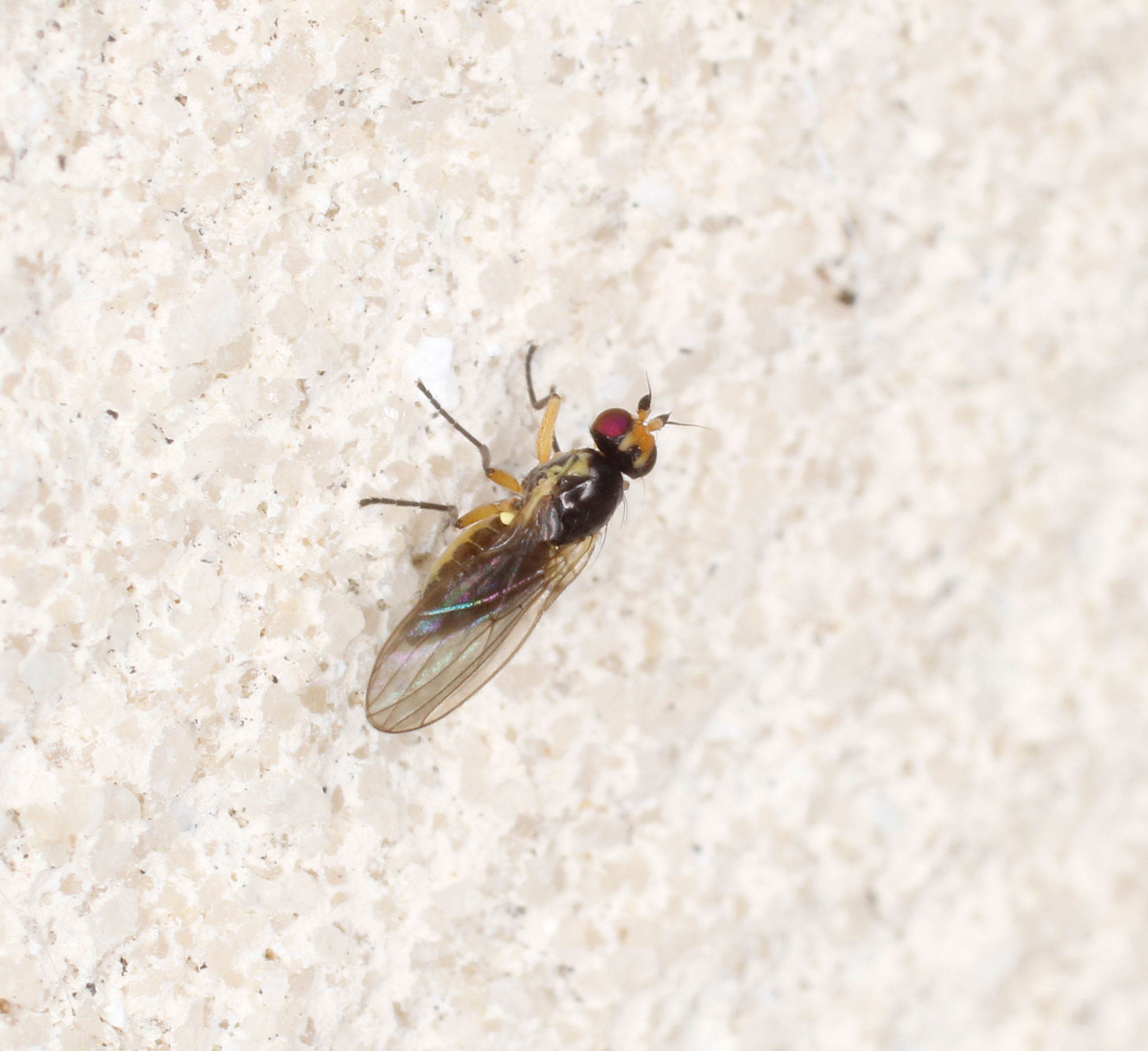 Agromyzidae: Cerodontha (Cerodontha) cfr. fulvipes, femmina.